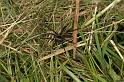 Dolomedes_fimbriatus_D5120_Z_90_Canal du Nivernais_Frankrijk
